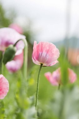 Çiçek açan pembe gelincikler, yakın plan, dikey.