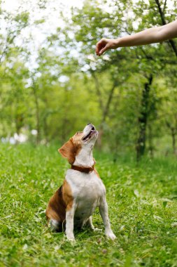 Köpek eğitimi, parkta bir av köpeğiyle oynamak..