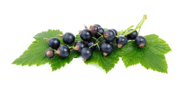 Yeşil yapraklı olgun bir siyah frenk üzümü dalı beyaz bir arkaplanda kesilir..