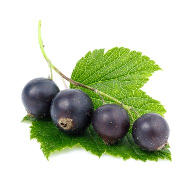 Beyaz arka planda yeşil yapraklı olgun siyah kuş üzümü..