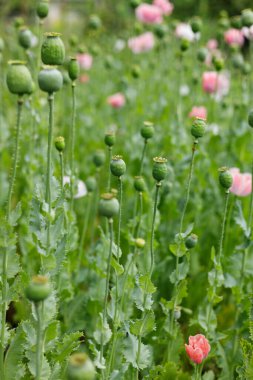 Yenilebilir haşhaş tarlası, tarım..