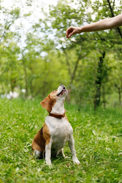 Hundträning Leka Med Beagle Parken — Stockfoto