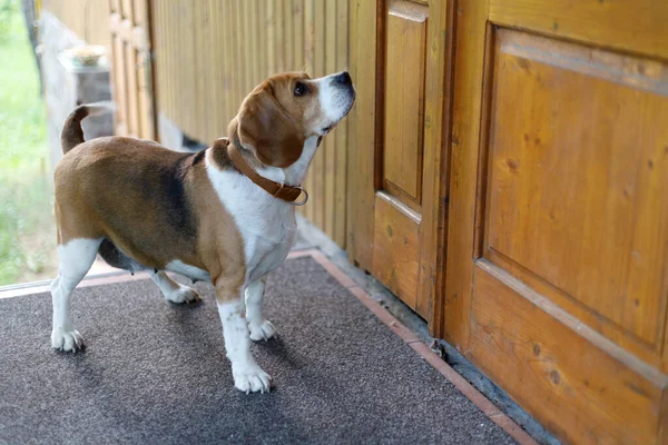 Потерянная Собака Ищет Дом Ждет Хозяина Возле Двери Грустный Жук — стоковое фото