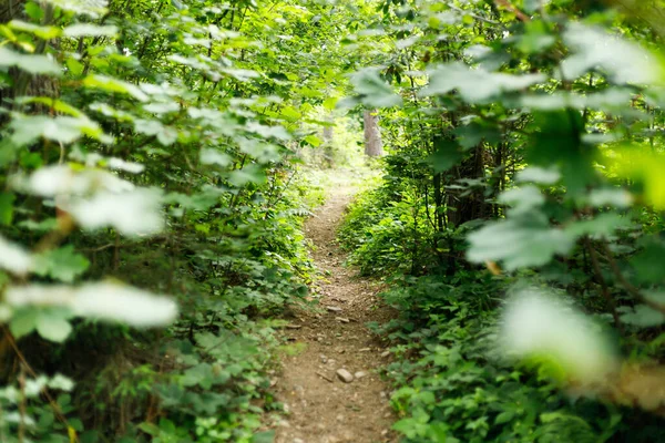 Лісова Стежка Прогулянки Літні Рослини Парку Екологія — стокове фото