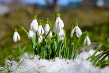 Snowdrops in the snow, early spring flowers, close-up. clipart