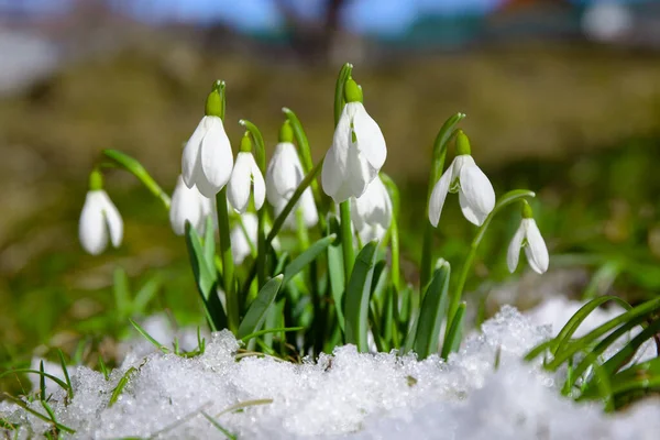 Снегопады Снегу Ранние Весенние Цветы Крупный План — стоковое фото
