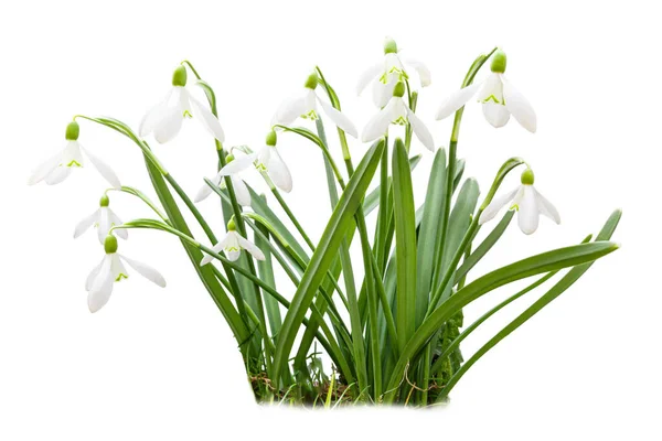 Grupo Nevadas Aisladas Sobre Fondo Blanco Primeras Flores Primavera —  Fotos de Stock