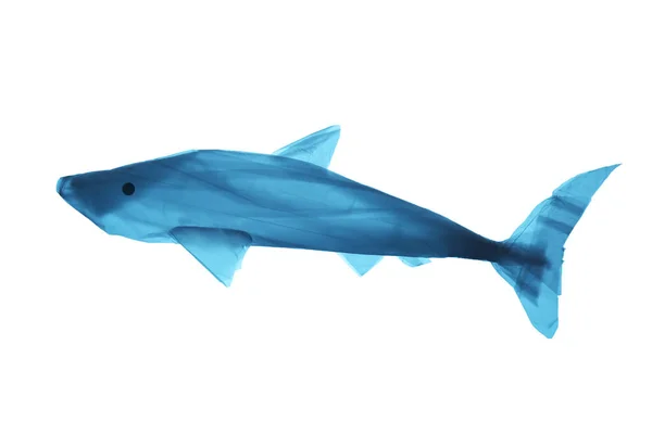 Concept Oceaanvis Uit Een Plastic Zak Totale Verontreiniging Van Oceaan — Stockfoto