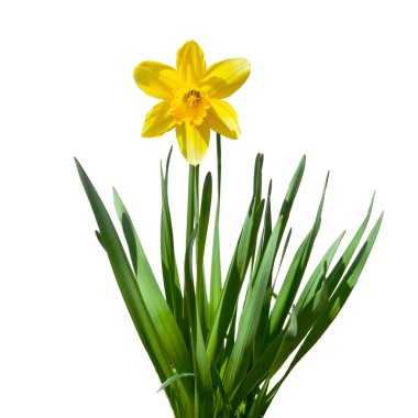 Beyaz arka planda izole nergis. İlk Mart çiçekleri.