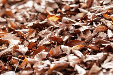 Kuru yapraklar. Gübre için bahçe atıkları.