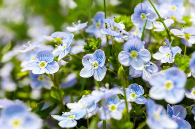 Yakın plan, mavi yabani çiçekler. Doğanın şefkati ve romantizmi.
