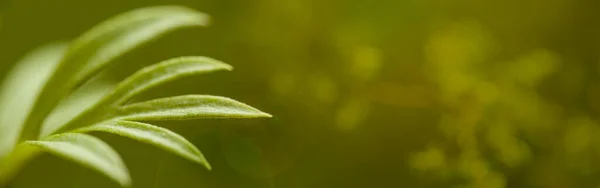 Wildlife nature banner. Green leaf in morning dew, soft sunlight. Close up of plant, exotic forest. Copy space for text.
