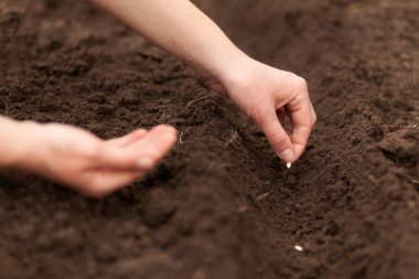 Bahar tohumu ekiyor. Toprakta bahçe, organik toprak..