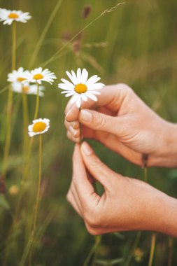 Yabani papatya topluyorum. Geleneksel tıp ve homeopati.