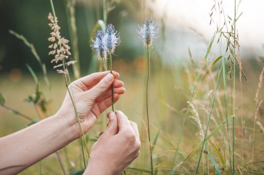 Sahada şifalı bitkiler var. Vahşi organik malzemeler.