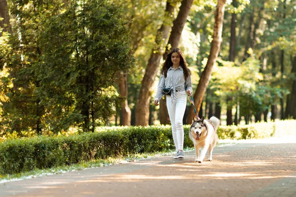 The girl walks with the dog in the park. Pet care.