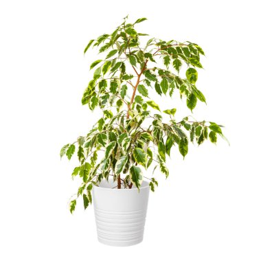 Home plant - Ficus Benjamina in a pot isolated on a white background.