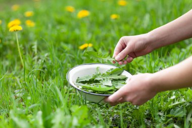 Green dandelion leaves for eating rich in vitamins.