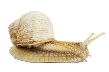 Slow garden snail isolated on white background. Brown clam.