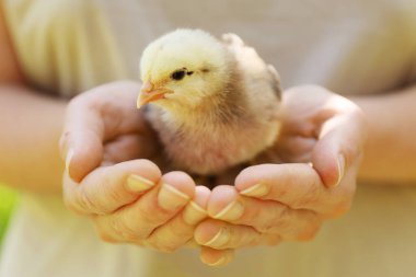 Newborn fluffy chick in hands, close-up.