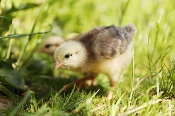 Little chickens in the grass, baby animal.