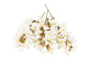 Bouquet of acacia on a white background, flowering tree.