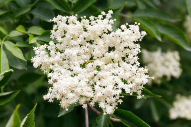 Close-up, white elder flower on a tree.
