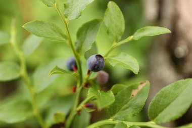 Blueberry on a bush in the forest, ripe berries.