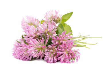 Pink clover flowers on a white background, close-up.