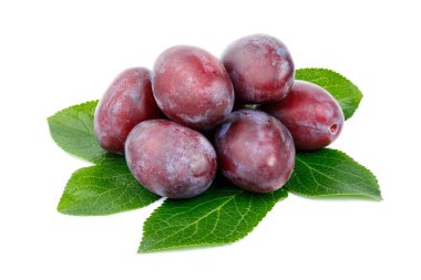 A bunch of purple-red ripe plums with leaves on a white background.