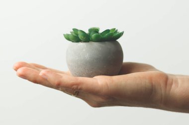 Evde saksı yetiştirmek, ekolojik hobi. Çimenler elinde..