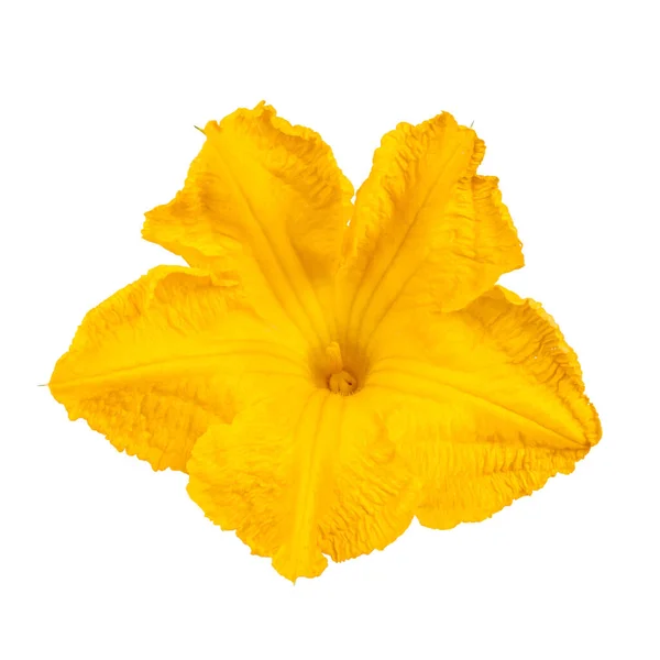 Velká Žlutá Cuketa Květ Kvetoucí Tykev Bílém Pozadí — Stock fotografie