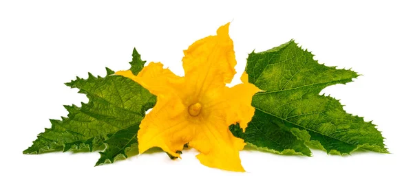 Sárga Tök Virág Zöld Levelek Virágzó Cukkini Fehér Alapon — Stock Fotó
