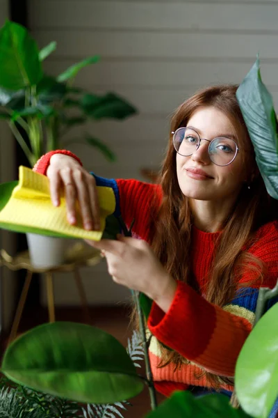 stock image A young woman wipes dust from home plants, her hobby is the cultivation of flowers.