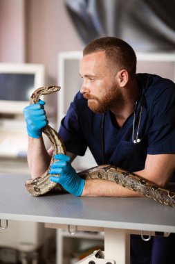 Vet holds snake. Treatment of reptiles and snakes in veterinary clinic.