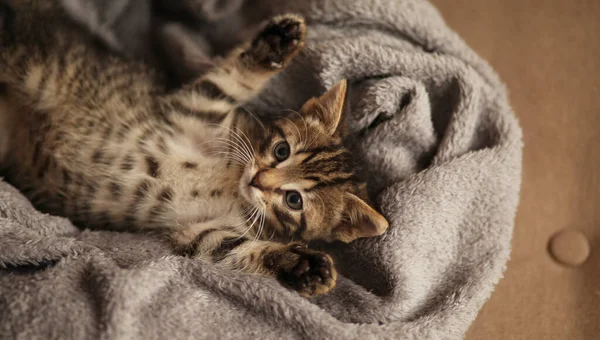 Χαριτωμένο Γατάκι Στο Κρεβάτι Φροντίδα Για Κατοικίδια Ζώα Κατοικίδιο Ζώο — Φωτογραφία Αρχείου