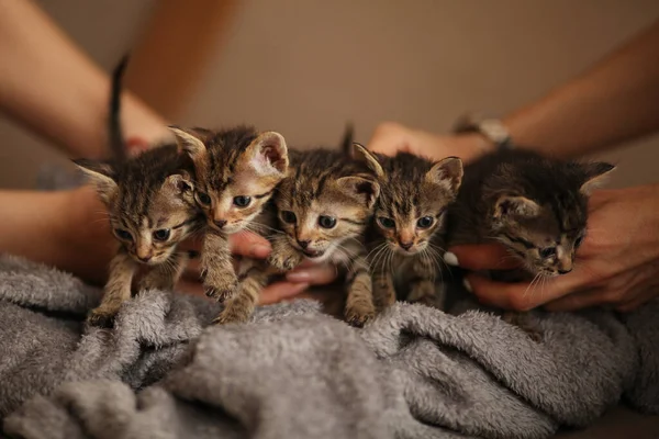 毛毯上有一群可爱的小猫 动物收容所的护理 — 图库照片