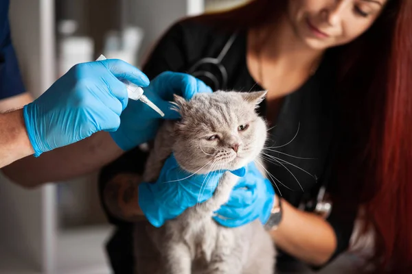 stock image Cat with sore ears, doctor conducts treatment and examination.