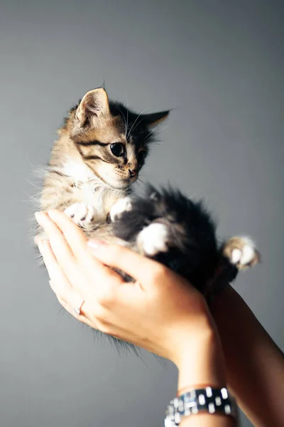 Beautiful Cute Striped Kitten Hands Gray Background — Foto de Stock