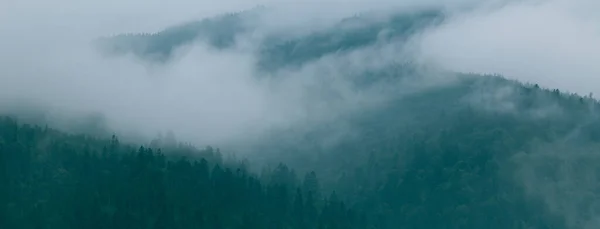 Хвойный Лес Утреннем Тумане Тумане Дышащие Горы Свежесть Тайна — стоковое фото