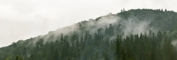 Bosque Coníferas Niebla Mañana Niebla Montañas Que Respiran Frescura Misterio — Foto de Stock