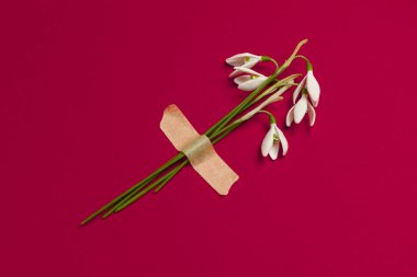 Bahar kardelen çiçekleri kırmızı arka planda bantla yapıştırılır. Romantik ve şefkatli tebrikler, yaratıcı minimalist buket.