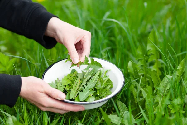 stock image Edible dandelion leaves in a bowl. Pickup of medicinal herbs.