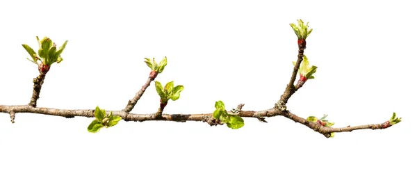 Ветка Зелеными Листьями Вырезаны Белом Фоне — стоковое фото