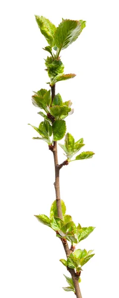 Strom Větev Mladými Zelenými Listy Izolované Bílém Pozadí — Stock fotografie