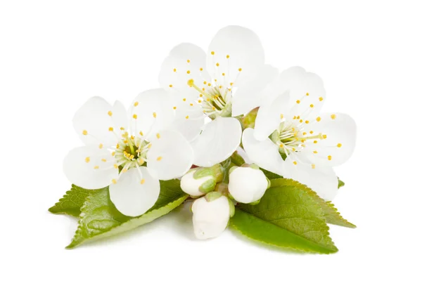 Fleur Cerisier Avec Feuilles Isoler Sur Fond Blanc — Photo