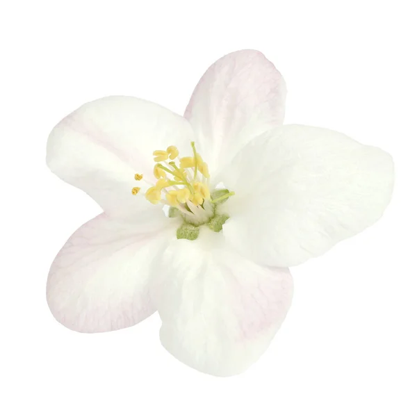 Fleur Pommier Sur Fond Blanc — Photo
