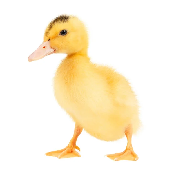 Stock image Yellow duckling on a white background, close-up.