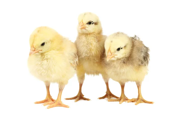 Drei Neugeborene Hühner Auf Weißem Hintergrund — Stockfoto