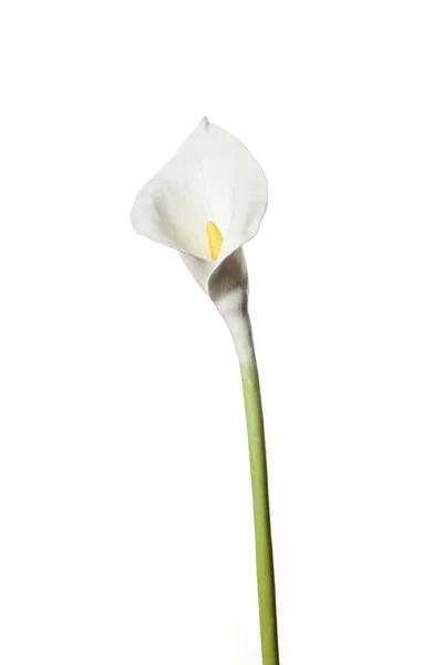 Fleurs Calla Isolées Sur Fond Blanc Art Délicat Pour Les — Photo